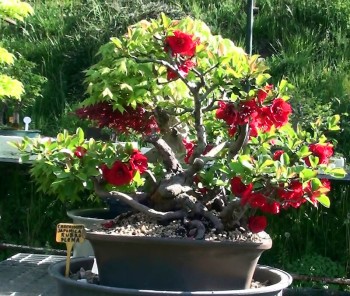 Ecco come inventai il Bonsai! 10860d527824490