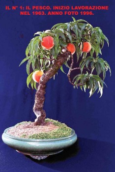 Ecco come inventai il Bonsai! 6e5b68527824482