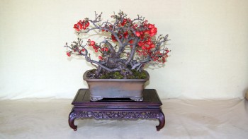 Ecco come inventai il Bonsai! F40983527824499