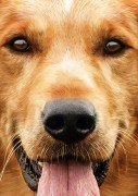 Собачья Жизнь/ A Dog's Purpose (Бритт Робертсон, Деннис Куэйд, Джош Гад, 2017) Fa2672529869148