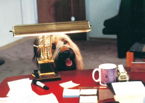 Суперпёс / Top Dog (1995) Chuck Norris  84946a532159789